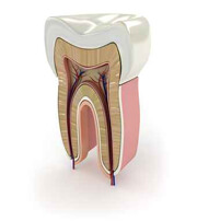 Endodontie 